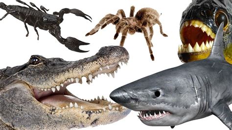 The 12 Most Dangerous Animals in the .